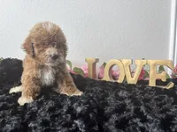 Clint, a male Goldendoodle for sale in San Antonio, TX – 5 of 6