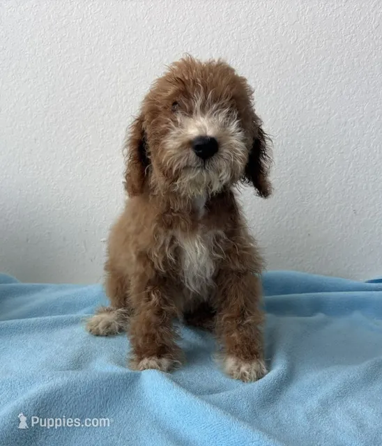 Denver – Goldendoodle puppy for sale in San Antonio, TX