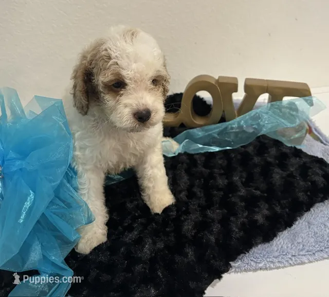 Dexter – Goldendoodle puppy for sale in San Antonio, TX