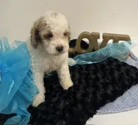 Dexter, a male Goldendoodle for sale in San Antonio, TX – 1 of 7