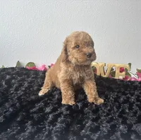 Brody, a male Goldendoodle for sale in San Antonio, TX – 4 of 10