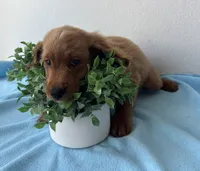 Quincy, a male Cockapoo for sale in San Antonio, TX – 3 of 4
