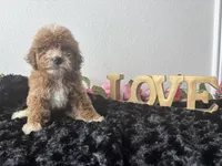 Clint, a male Goldendoodle for sale in San Antonio, TX – 6 of 6