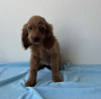 Blaze, a male Goldendoodle for sale in San Antonio, TX – 6 of 7