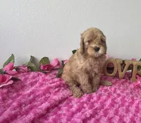 Blaire, a female Goldendoodle for sale in San Antonio, TX – 6 of 7