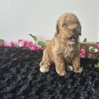 Brody, a male Goldendoodle for sale in San Antonio, TX – 6 of 10