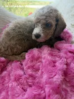 Ginger, a female Goldendoodle for sale in San Antonio, TX – 4 of 4