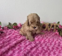 Blaire, a female Goldendoodle for sale in San Antonio, TX – 2 of 7