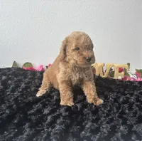 Brody, a male Goldendoodle for sale in San Antonio, TX – 10 of 10