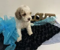 Dexter, a male Goldendoodle for sale in San Antonio, TX – 6 of 7