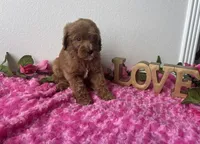 Eve, a female Goldendoodle for sale in San Antonio, TX – 7 of 9