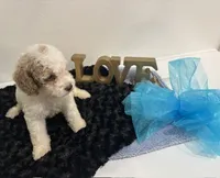 Dexter, a male Goldendoodle for sale in San Antonio, TX – 2 of 7