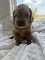 Dallas, a male Goldendoodle for sale in San Antonio, TX – 3 of 4