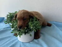 Copper, a male Goldendoodle for sale in San Antonio, TX – 2 of 6