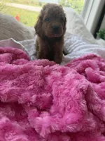 Lucy, a female Goldendoodle for sale in San Antonio, TX – 2 of 6