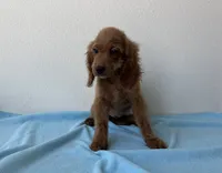 Blaze, a male Goldendoodle for sale in San Antonio, TX – 4 of 7