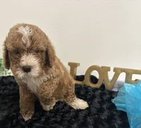 Wyatt, a male Goldendoodle for sale in San Antonio, TX – 6 of 9