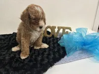 Wyatt, a male Goldendoodle for sale in San Antonio, TX – 3 of 9
