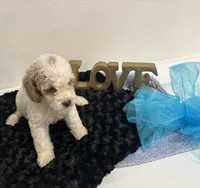 Dexter, a male Goldendoodle for sale in San Antonio, TX – 7 of 7