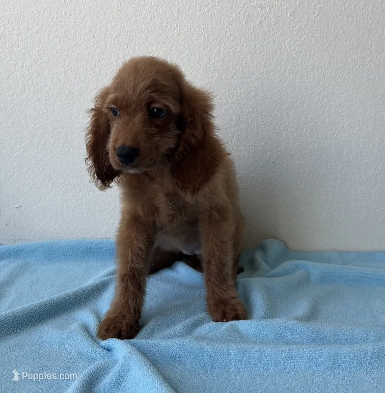Baxter – Cockapoo puppy for sale in San Antonio, TX