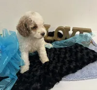 Dexter, a male Goldendoodle for sale in San Antonio, TX – 3 of 7