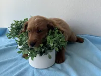 Quincy, a male Cockapoo for sale in San Antonio, TX – 4 of 4