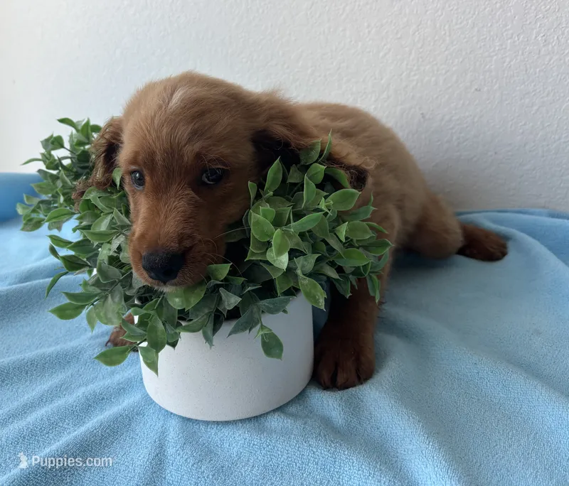 Blaze – Goldendoodle puppy for sale in San Antonio, TX
