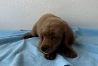 Baxter, a male Cockapoo for sale in San Antonio, TX – 5 of 8