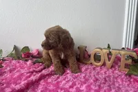 Eve, a female Goldendoodle for sale in San Antonio, TX – 2 of 9