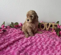 Blaire, a female Goldendoodle for sale in San Antonio, TX – 7 of 7