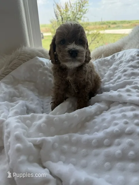 Baxter – Goldendoodle puppy for sale in San Antonio, TX