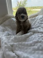 Baxter, a male Goldendoodle for sale in San Antonio, TX – 1 of 4