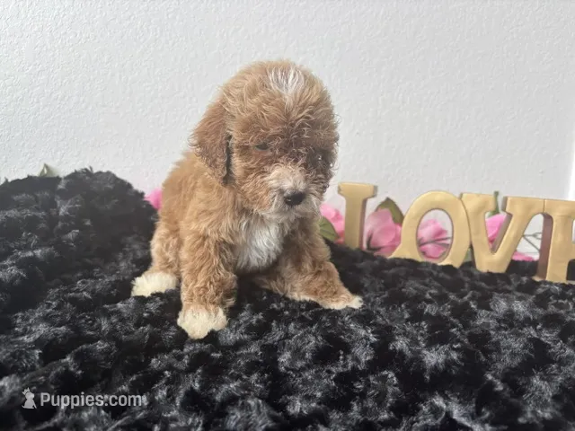 Clint – Goldendoodle puppy for sale in San Antonio, TX