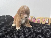 Clint, a male Goldendoodle for sale in San Antonio, TX – 1 of 6