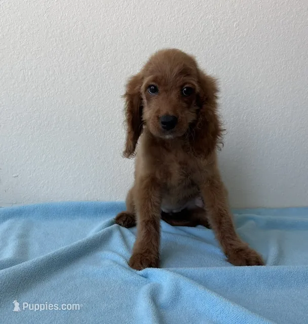 Blaze – Goldendoodle puppy for sale in San Antonio, TX
