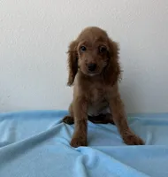 Blaze, a male Goldendoodle for sale in San Antonio, TX – 1 of 7