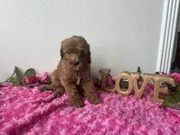 Eve, a female Goldendoodle for sale in San Antonio, TX – 6 of 9