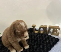 Wyatt, a male Goldendoodle for sale in San Antonio, TX – 2 of 9