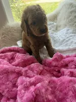 Lucy, a female Goldendoodle for sale in San Antonio, TX – 6 of 6