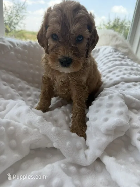 Denver – Goldendoodle puppy for sale in San Antonio, TX