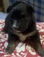 Girl 3, a female Australian Shepherd for sale in Deming, NM – Photo 1 of 2