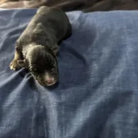 Girl 3, a female Australian Shepherd for sale in Deming, NM – Photo 2 of 2