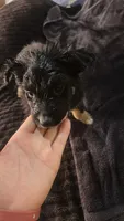 Girl 3, a female Australian Shepherd for sale in Deming, NM – 3 of 4