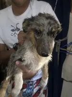 Boy 1, a male Australian Shepherd for sale in Deming, NM – 2 of 2