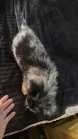 Girl 2, a female Australian Shepherd for sale in Deming, NM – 4 of 5