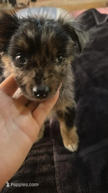 Girl 2 – Australian Shepherd puppy for sale in Deming, NM