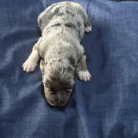 Girl 2, a female Australian Shepherd for sale in Deming, NM – Photo 2 of 2