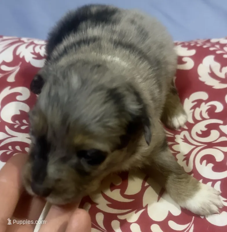 Girl 2 – Australian Shepherd puppy for sale in Deming, NM