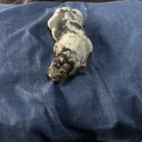 Girl 4, a female Australian Shepherd for sale in Deming, NM – Photo 2 of 2