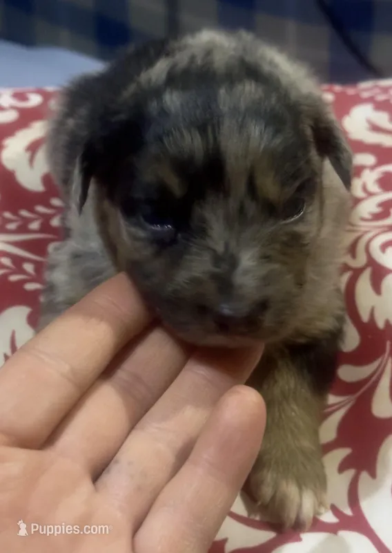 Girl 4 – Australian Shepherd puppy for sale in Deming, NM